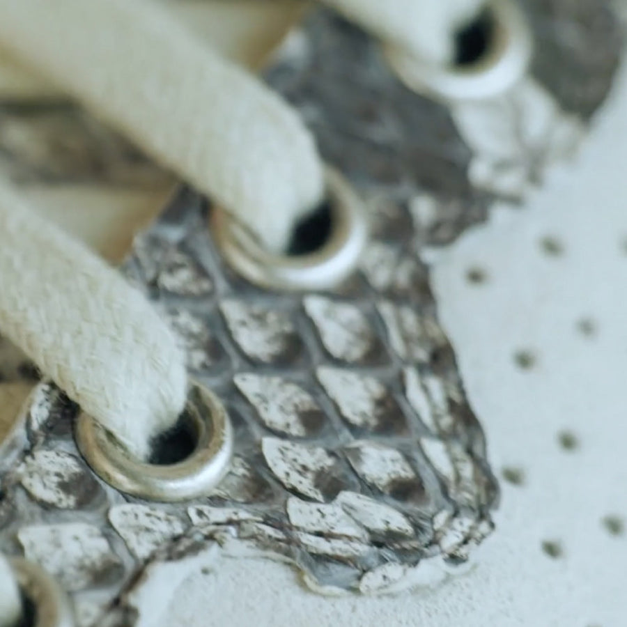 Burmese Python p448uk